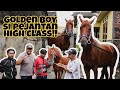 MENGIRIM AMUNISI PAKAN KUDA GOLDEN BOY SI PEJANTAN TANGGUH YANG SINGGAH DI KAMPUNG #COWBOY