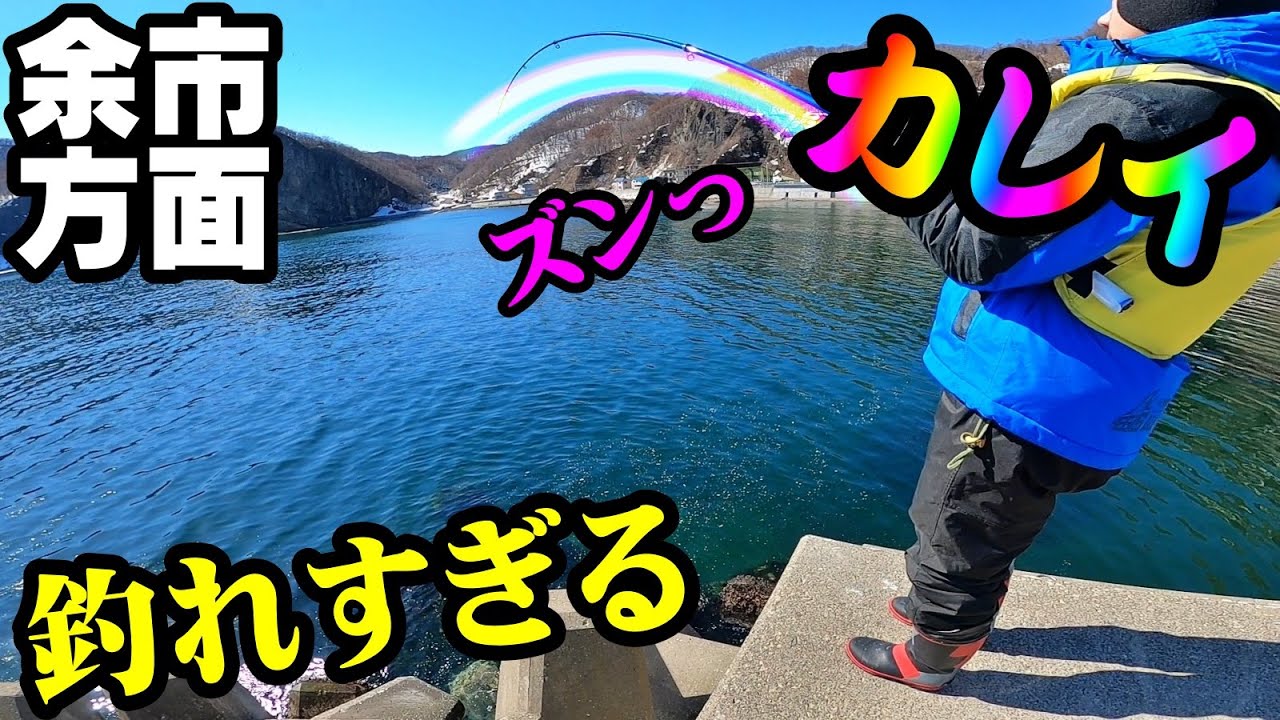 【釣り】北海道余市古平方面カレイ爆釣・石狩小樽から遠征・投げ釣り・堤防釣り・2022年：[Fishing] Flatfish throw fishing from dawn