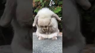 🐰 Cutest Lop Eared Rabbit Ever! 🐇 Animal Planet特辑 可爱宠物兔子超萌秀