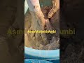 My Yellow Earthy Mud#asmr #asmrvideos #crunchycrumbles