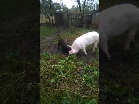 Video: Chupacabra Din Buriatia Bea Sângele Porcilor și Sperie Câinii - Vedere Alternativă