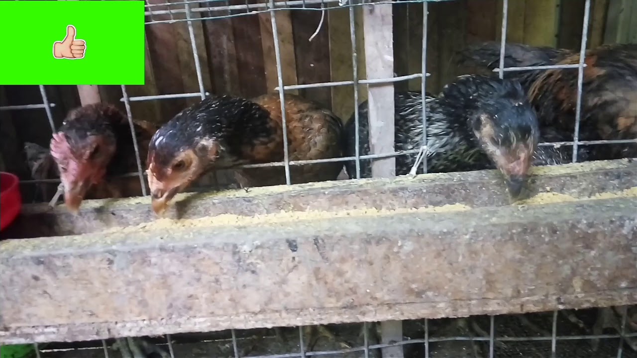 silangan Ayam kampung vs ayam pelung 2 bulan panen