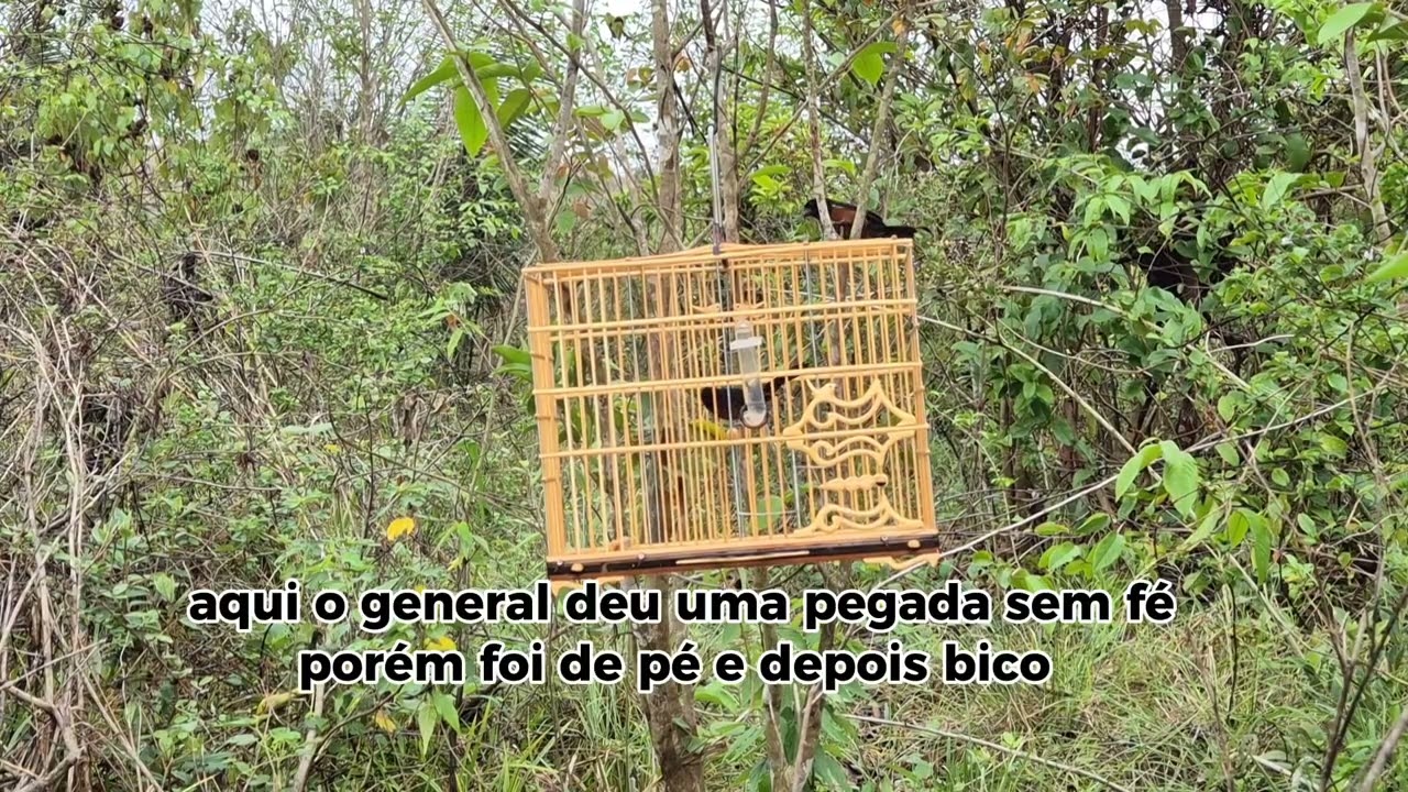 Caçada de curió, Realidade que ninguém mostra, 30/11/2025 curió General 🦅