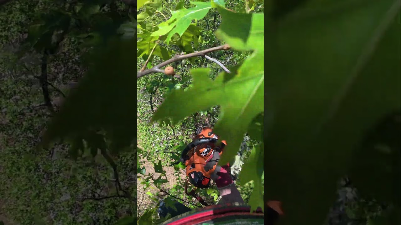 Intrusive Thoughts (Arborist Version)