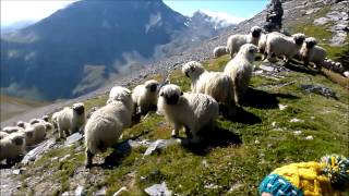 Meet the Valais blacknose sheep