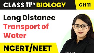 Long Distance Transport of Water - Transport in Plants | Class 11 Biology