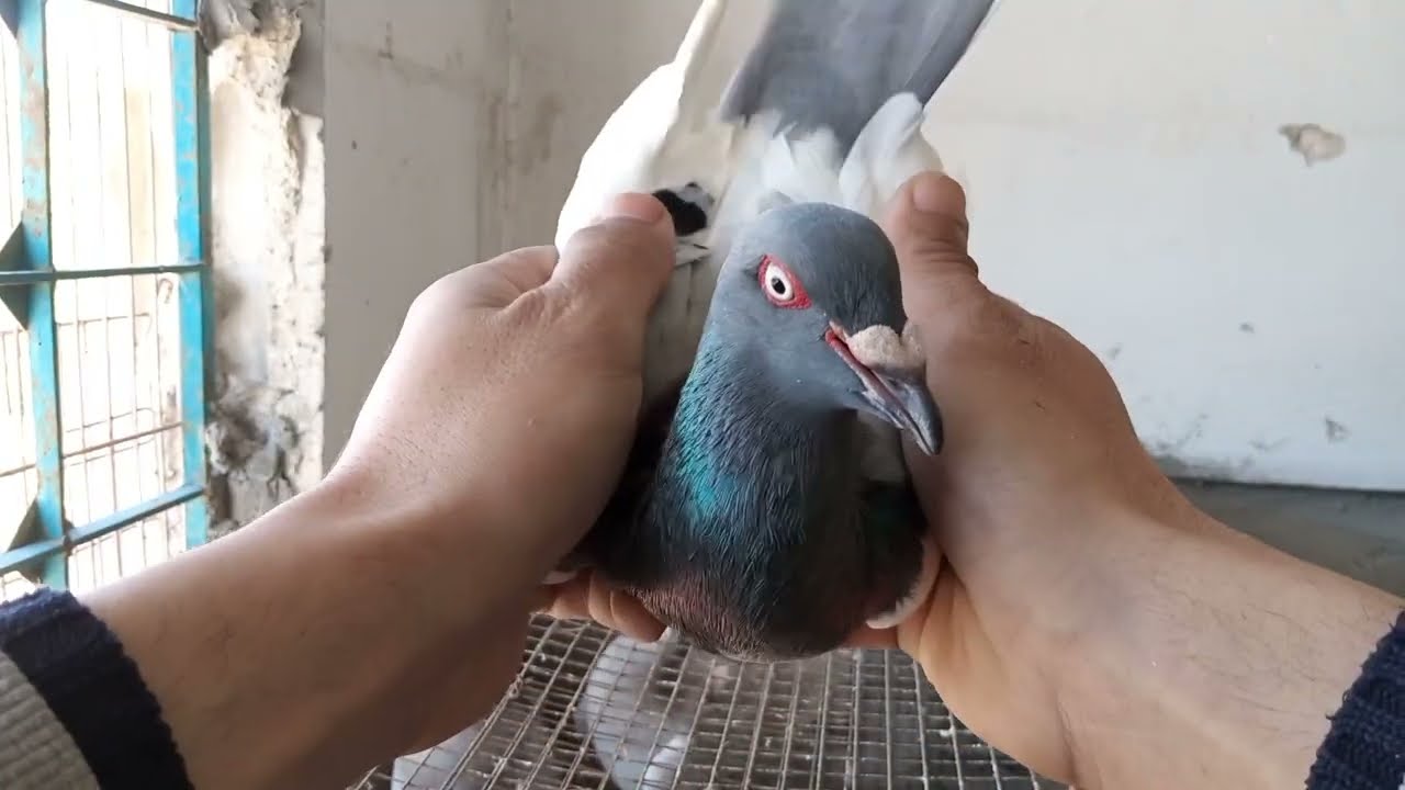 شو مواصفات اليهودي الساسي وا الهومر