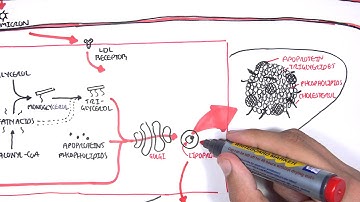Physiology of Lipoproteins Cholesterol
