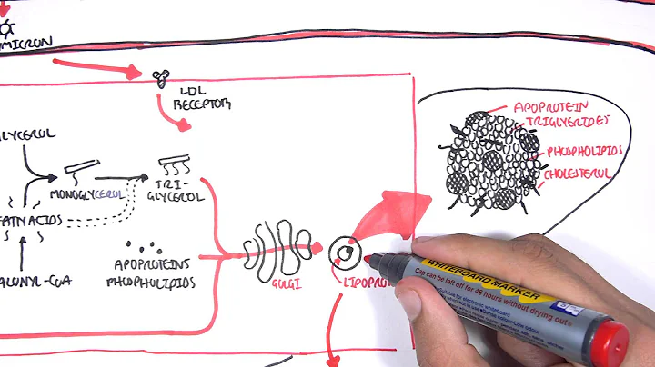 Physiology of Lipoproteins Cholesterol