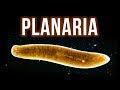 How to Get Rid of Planaria – 4 Proven Methods