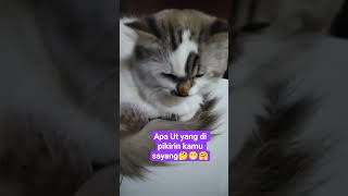 UutBelum tidur ni, jayaknya ngeronda Dia😁🤭.  #UutSukaMikirinAjaNtahMikirnApaUut