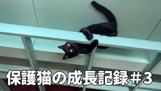 3保護猫の成長記録