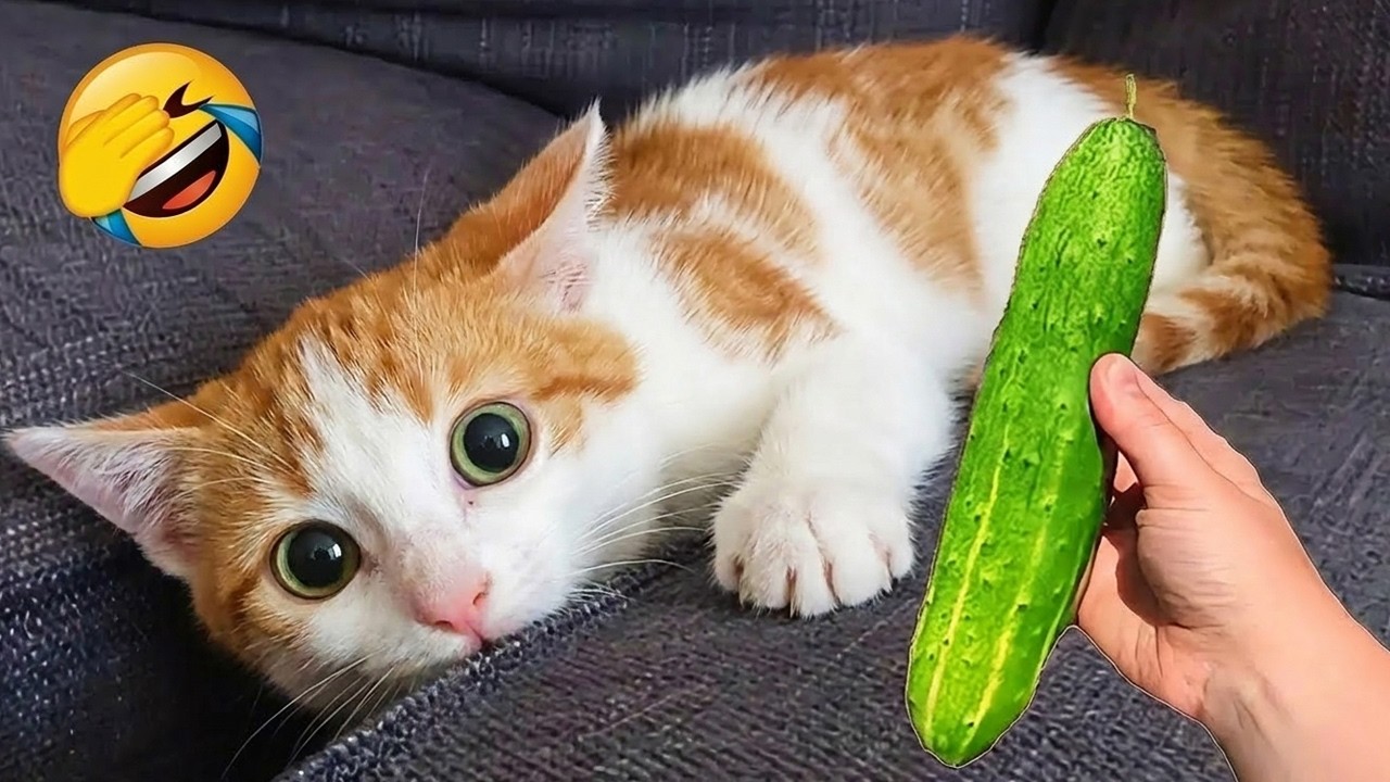 これらのかわいい動物たちが、あなたの気分を瞬時に上げてくれるでしょう 😂