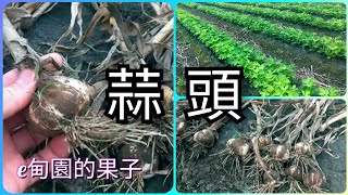 老媽說這樣隨地栽的「蒜頭」長這樣不錯了！ 2023年4月15日