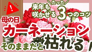 【要注意⚠️】母の日のカーネーションは来年も咲かせられます❗️枯らさない管理術たった3つを解説✨【園芸】【ガーデニング】