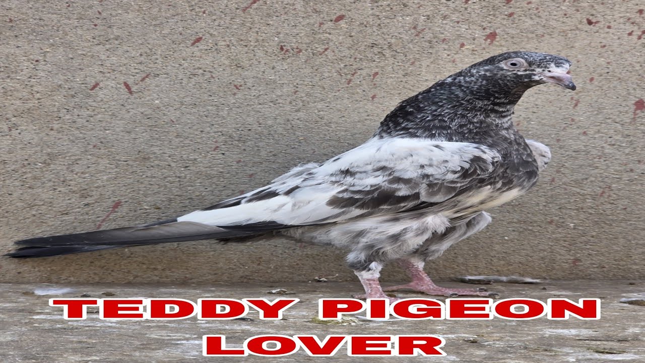 teddy pigeon lover