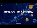 Metabolism Explained: How AMPK Turns Fat Into Energy | Research Deep Dive