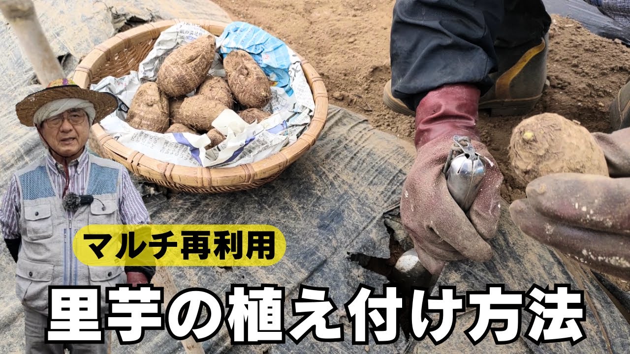 How to Plant Taro: Plastic Mulching, Orientation, and Mother Corms