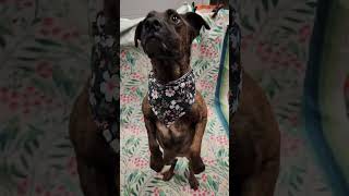 Meet Etta A Terrier, American Pit Bull Currently Available For Adoption 3122024 93727 Pm