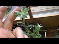 how to grow EDELWEISS without going to switzerland