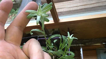 Does Edelweiss grow in the US?