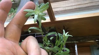 how to grow EDELWEISS without going to switzerland