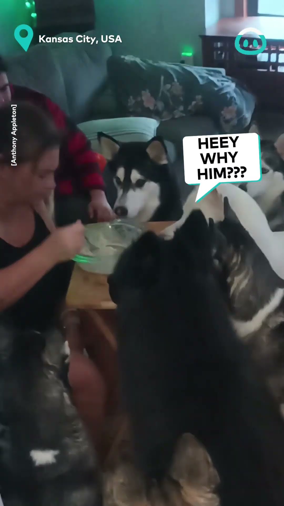 Patient Huskies Beg for a Bite  || ViralHog