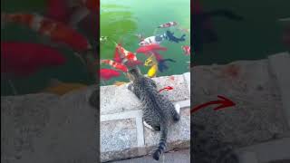 l'histoire du pecheur 🥰 #cat #chat #funny #cute #viral #shorts #animals #pets #fyp #trending #meow