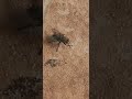 Two and a Half Minutes: in the Life of a Fly
