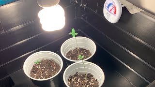 My first budget grow!!
