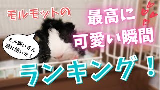 ランキング モルモットが最高に可愛い瞬間は モル飼いのinstagramフォロワーさんに聞いて集計してみました Youtube
