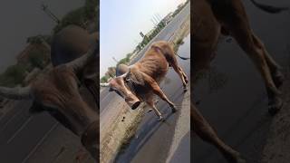 गौ रक्षक दल भाबरू जय गौ माता जय गोपाल #cow #gaumata #choupal #chooda #chausathyogini #cholia #pancha