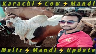 Karachi Cow Mandi update | Malir Mandi || Vicky Sagi