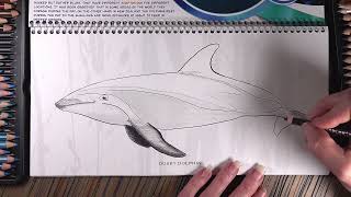 Dusky Dolphin