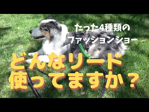 首輪とリードのファッションショー【Australian Shepherd】オーストラリアンシェパード
