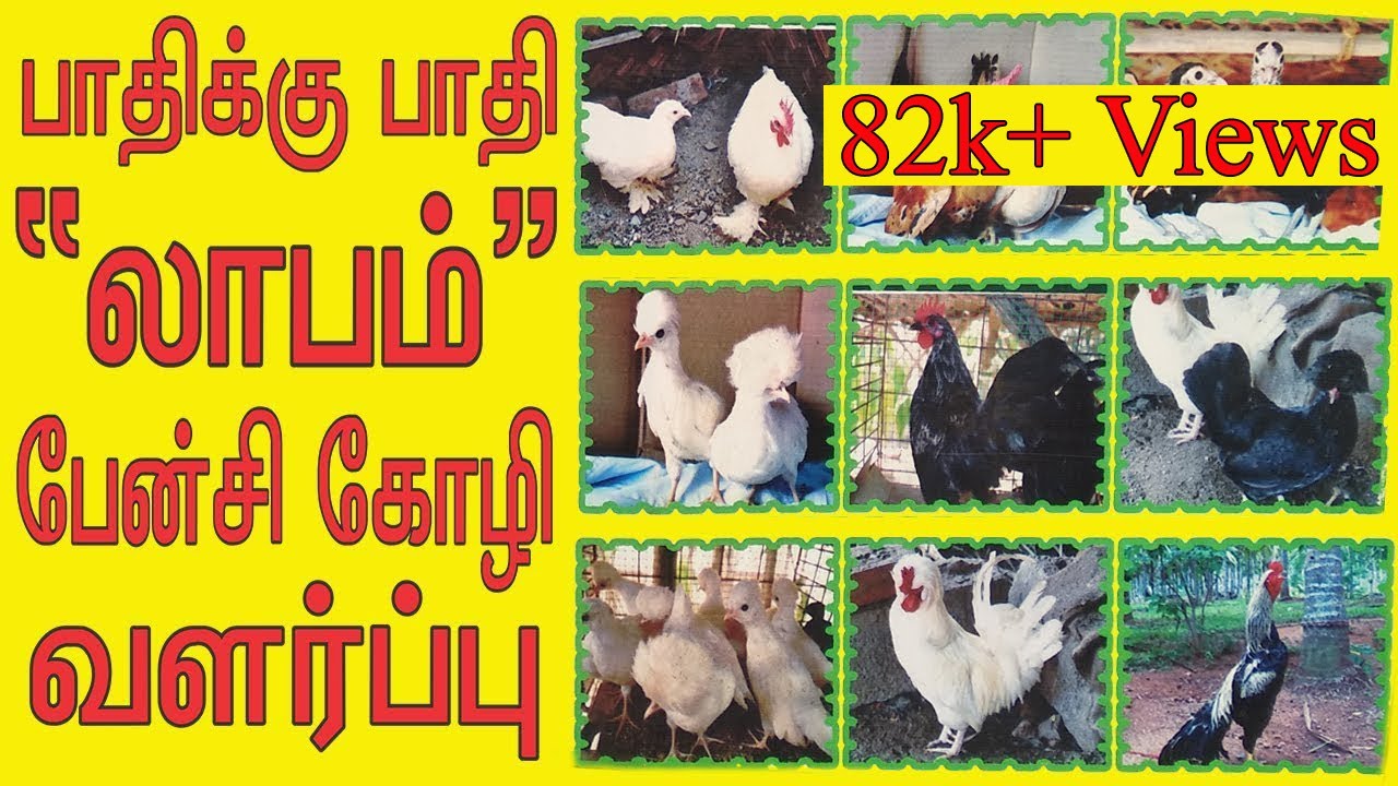 நிறைவான லாபம் "பேன்சி கோழி" வளர்ப்பு| Fancy Hen | Japan Bandham | Table Fighter | Police Cap