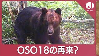 第2の「OSO18」続々？“肉食化”のメカニズム(2023年11月21日)