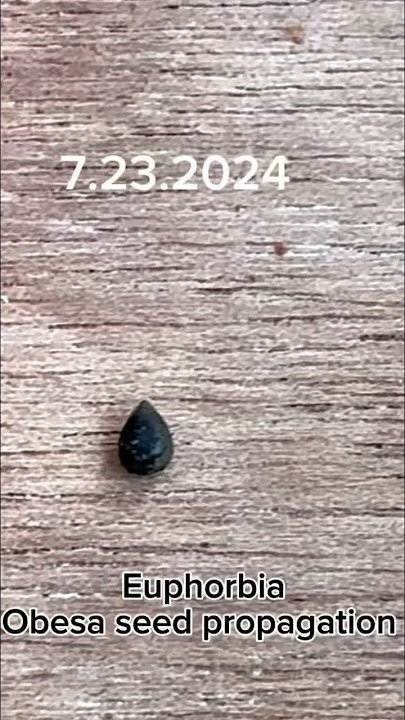 Seed propagation of euphoria obesa