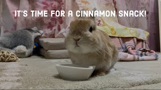 It's time for Cinnamon snack!