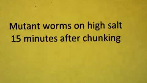 Mutant C. elegans on high salt plates, 15 min observation