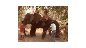 Brain Bottle Opener #6: Elephant Ropes