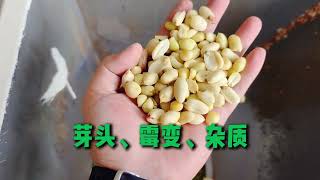 AMD deep learning sorting/sortex machine - four categories of peeled peanuts are selected at once