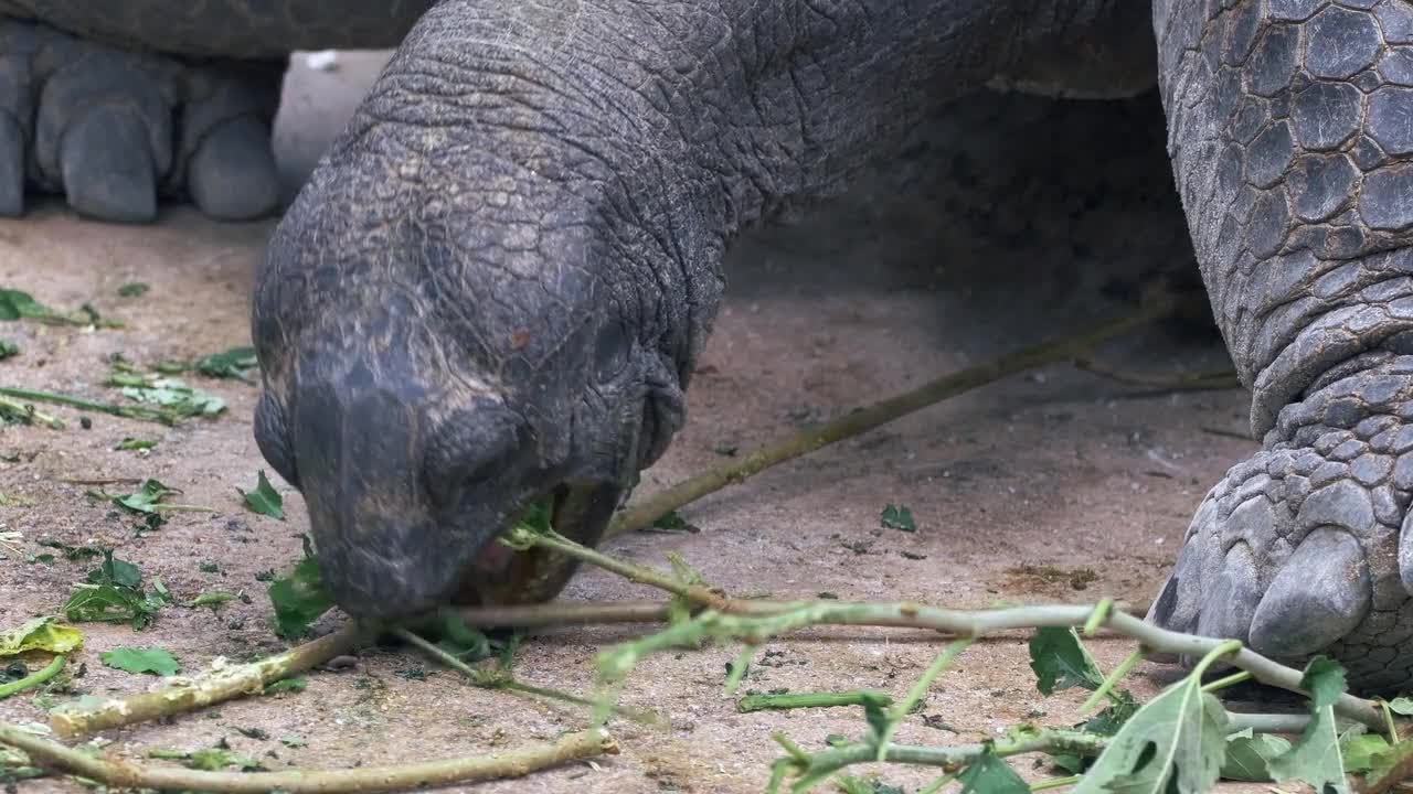 Giant Tortoise Feeding In 4k Stock Video