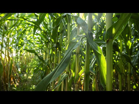 American Farmer: "We Need a Farm Bill"