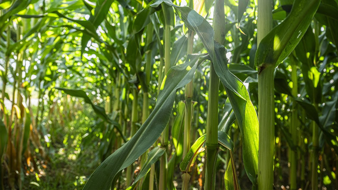 American Farmer: "We Need a Farm Bill"