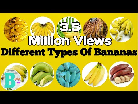 Vidéo: Bananes Rajeunissantes. Variétés