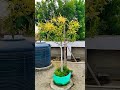 My Mango Tree#Mango##Treee#Nature