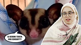 Rapeah Ronggeng: Sugar Glider Paling Rempit