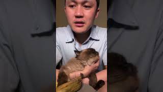 Ini Kucing Gemes Banget #cat #shorts #shortvideo #short #funny #kitten #cat #cutecat