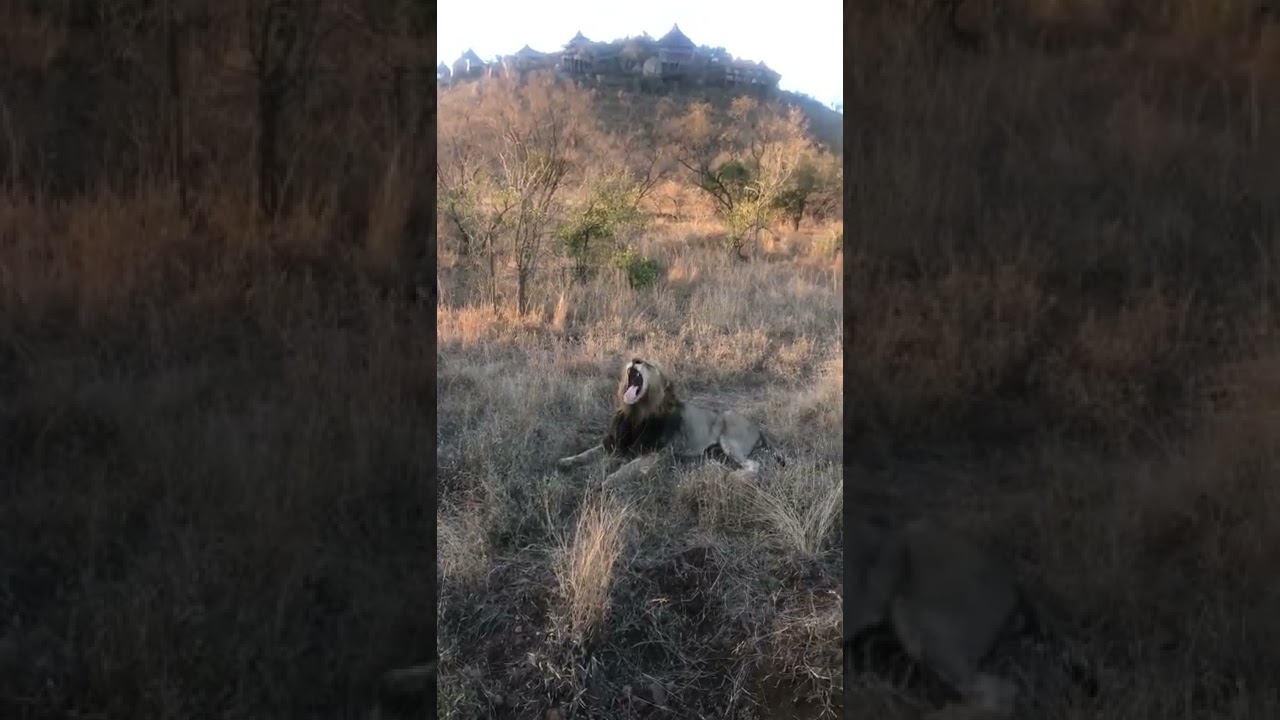 Huge Black Mane Lion Shows Dominance